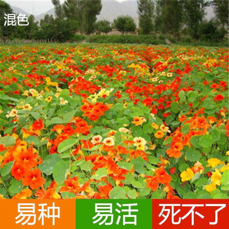 多年生四季盆栽进口花旱金莲种子盘旋鸟旱荷花籽易种爬藤攀爬