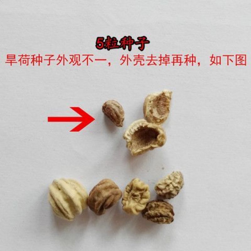 多年生四季盆栽进口花旱金莲种子盘旋鸟旱荷花籽易种爬藤攀爬