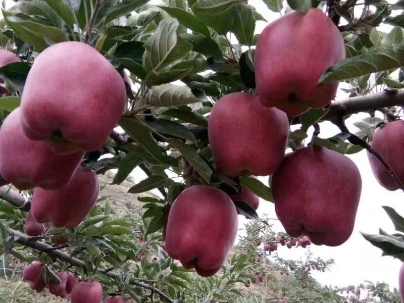 🍎天水花牛苹果🍎现摘现发一件包邮坏果包赔产地直发