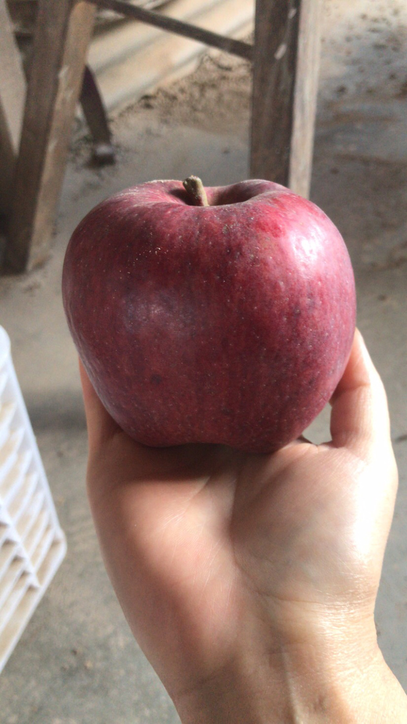 🍎天水花牛苹果🍎现摘现发一件包邮坏果包赔产地直发