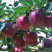 🍎天水花牛苹果🍎现摘现发一件包邮坏果包赔产地直发
