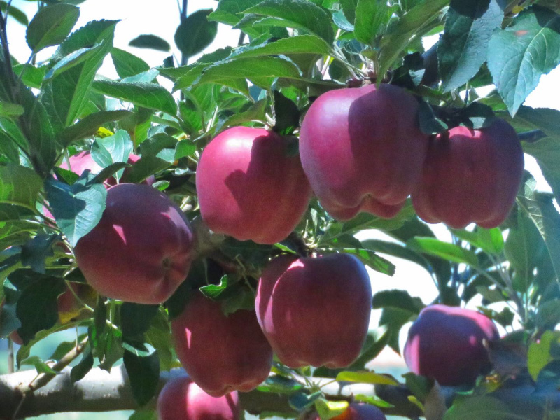 🍎天水花牛苹果🍎现摘现发一件包邮坏果包赔产地直发
