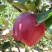 🍎天水花牛苹果🍎现摘现发一件包邮坏果包赔产地直发