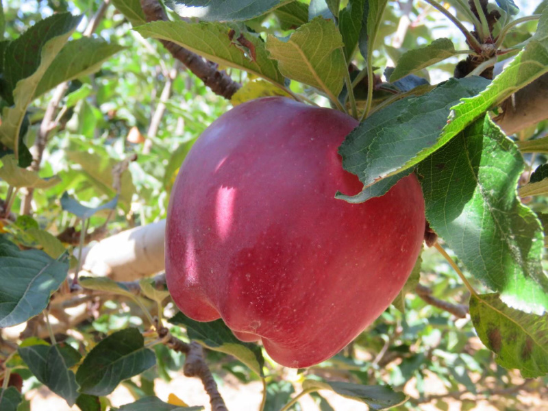 🍎天水花牛苹果🍎现摘现发一件包邮坏果包赔产地直发