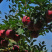 🍎天水花牛苹果🍎现摘现发一件包邮坏果包赔产地直发