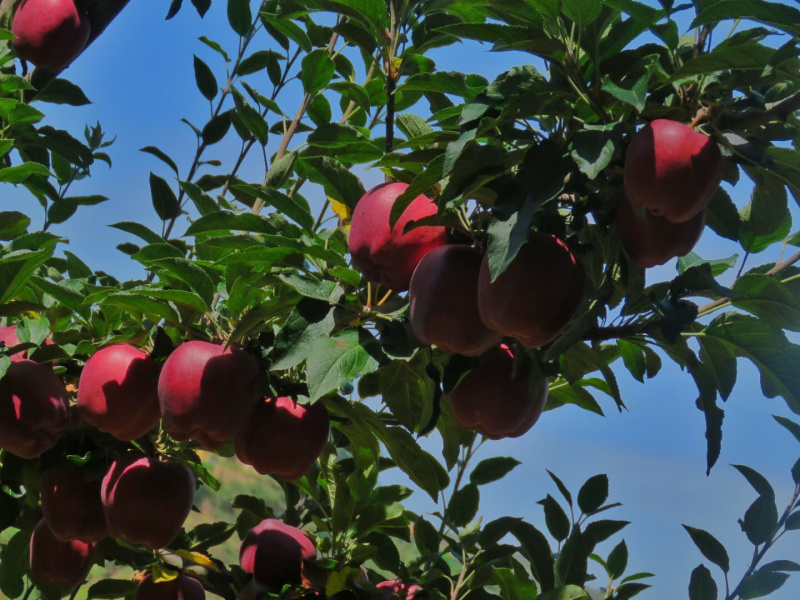 🍎天水花牛苹果🍎现摘现发一件包邮坏果包赔产地直发
