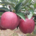 🍎天水花牛苹果🍎现摘现发一件包邮坏果包赔产地直发