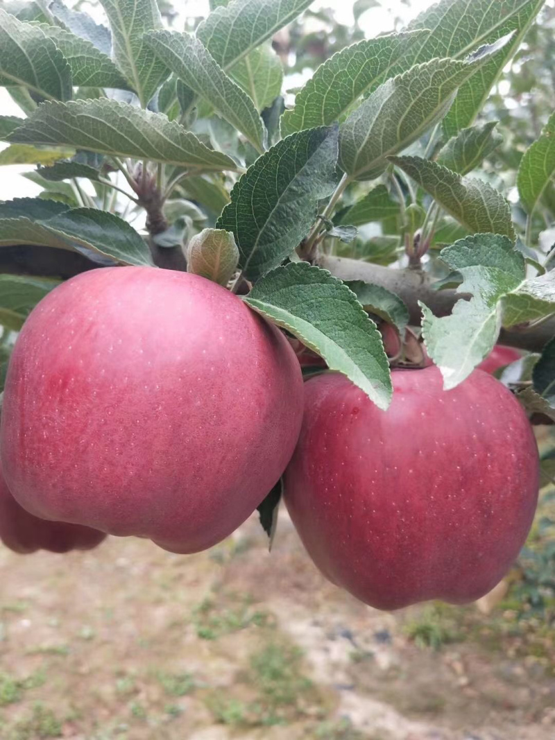 🍎天水花牛苹果🍎现摘现发一件包邮坏果包赔产地直发