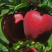 🍎天水花牛苹果🍎现摘现发一件包邮坏果包赔产地直发