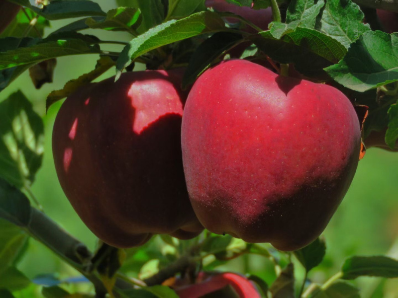 🍎天水花牛苹果🍎现摘现发一件包邮坏果包赔产地直发
