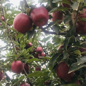 🍎天水花牛苹果🍎现摘现发一件包邮坏果包赔产地直发