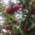 🍎天水花牛苹果🍎现摘现发一件包邮坏果包赔产地直发