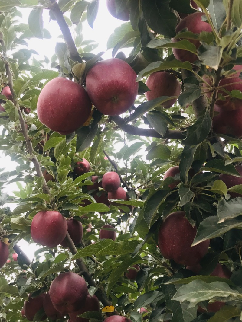 🍎天水花牛苹果🍎现摘现发一件包邮坏果包赔产地直发