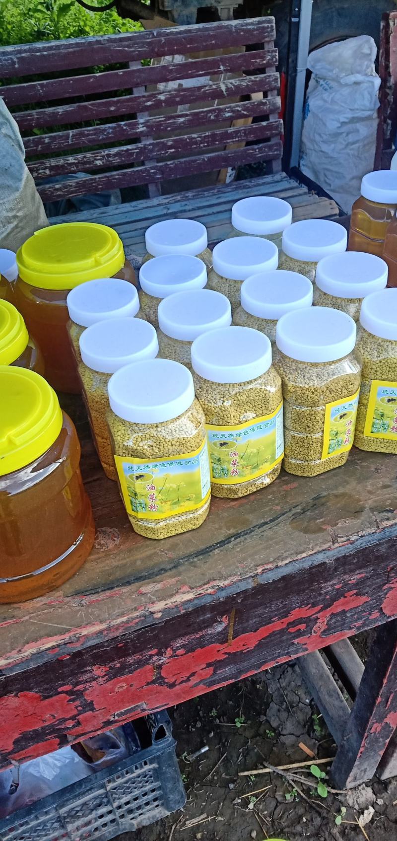 青海油菜花粉，是青海地区一年一季农作物，北方小油菜，基地