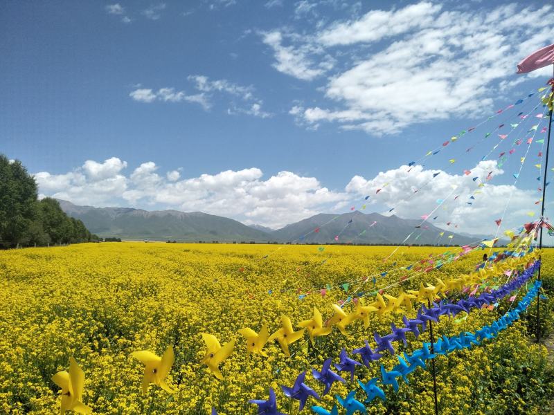 青海油菜花粉，是青海地区一年一季农作物，北方小油菜，基地
