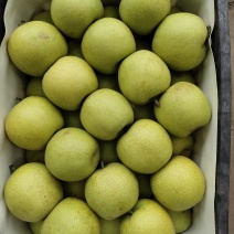 梨皇冠梨青皮，砀山梨