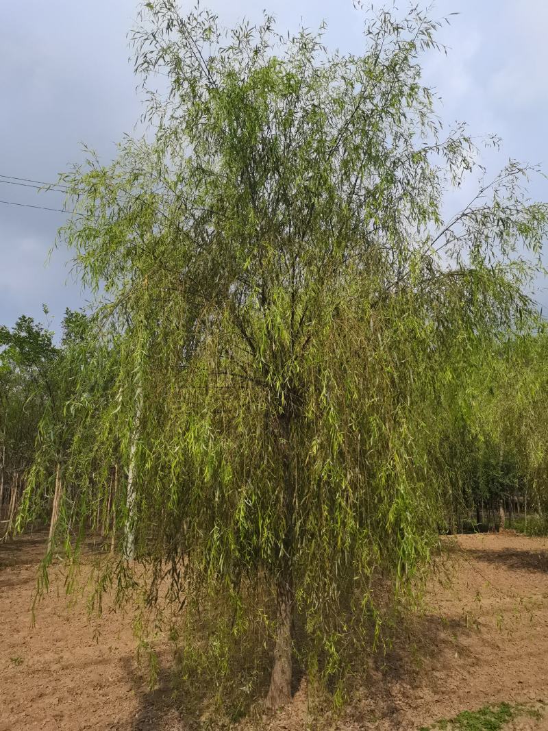 垂柳嫁接垂柳嫁接金丝柳