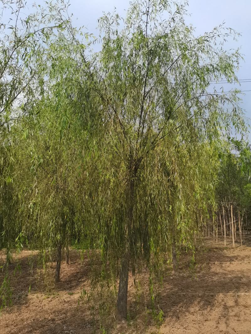 垂柳嫁接垂柳嫁接金丝柳