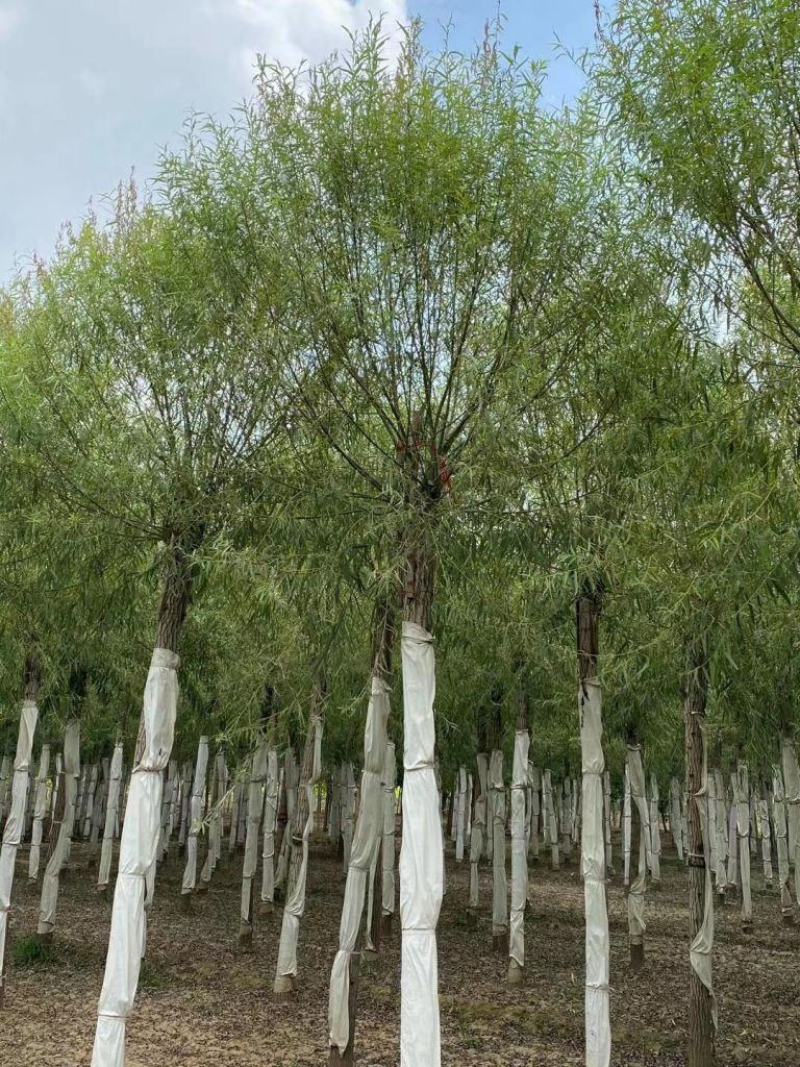 17公分馒头柳基地直发现挖现卖量大优惠质量保证