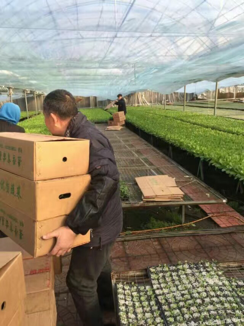 西兰花苗，耐寒优秀西兰花种苗，代育批发西兰花苗子