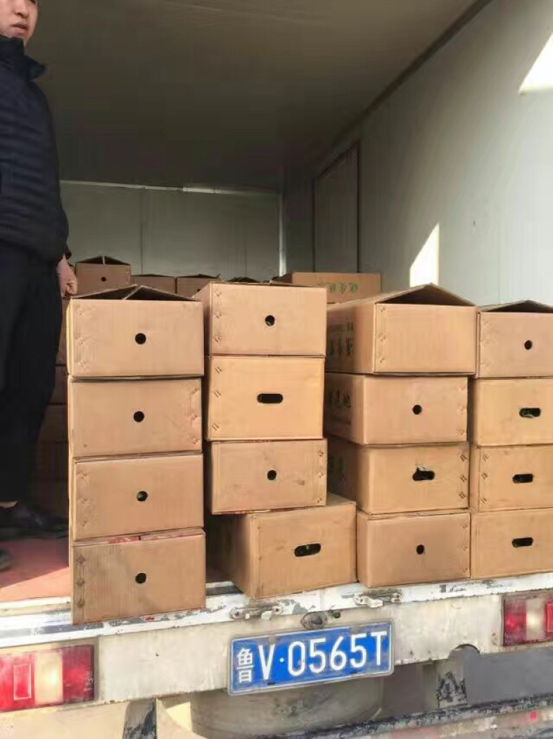 西兰花苗，耐寒优秀西兰花种苗，代育批发西兰花苗子