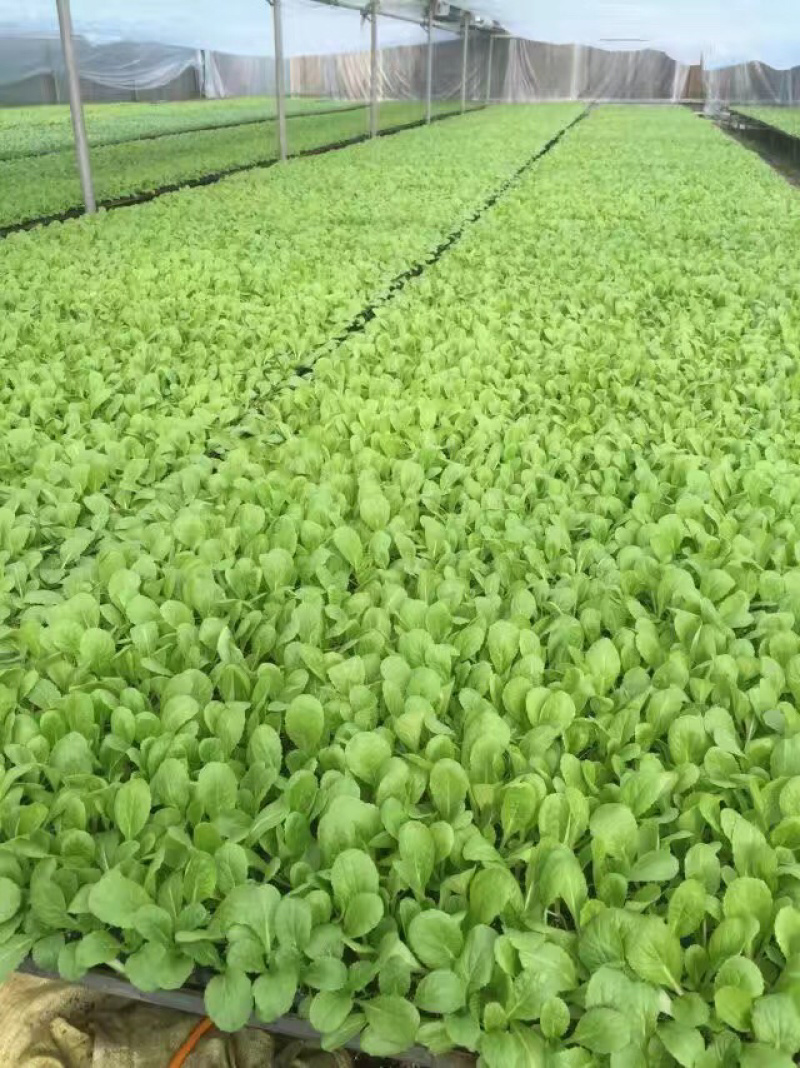 花菜苗批发,65菜花苗品种，耐寒有机菜花苗