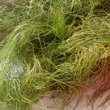 伸筋草，纯野生，鲜货干品