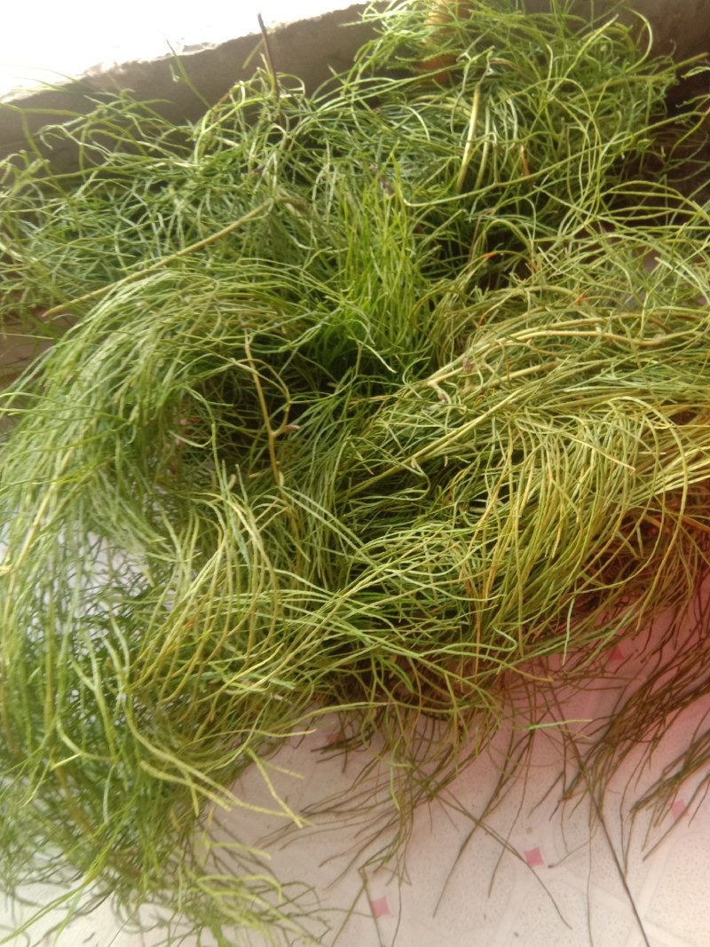伸筋草，纯野生，鲜货干品