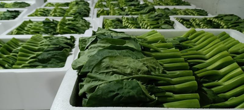尽量的去发展高原山区品质高的绿色蔬菜，各种蔬菜品类。