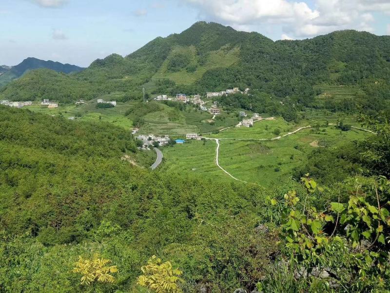 尽量的去发展高原山区品质高的绿色蔬菜，各种蔬菜品类。
