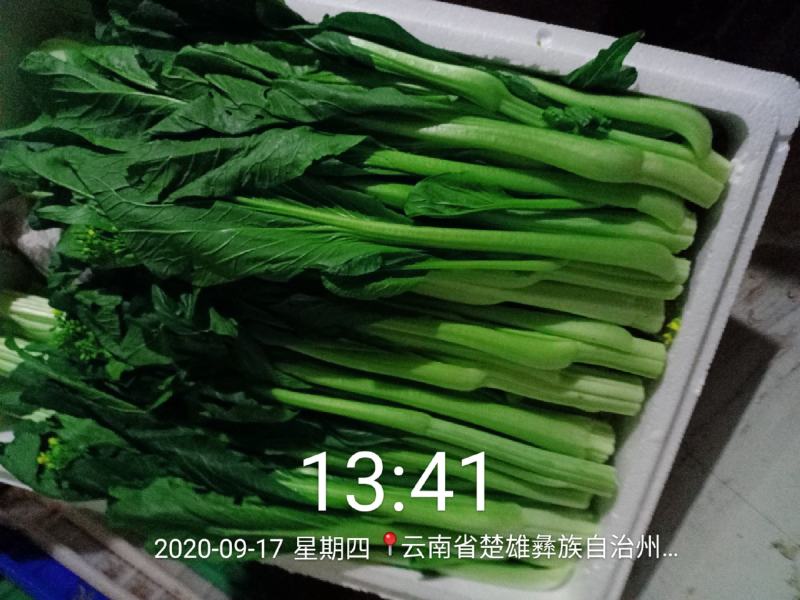 尽量的去发展高原山区品质高的绿色蔬菜，各种蔬菜品类。