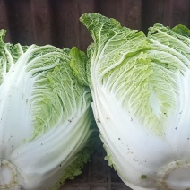 尽量的去发展高原山区品质高的绿色蔬菜，各种蔬菜品类。