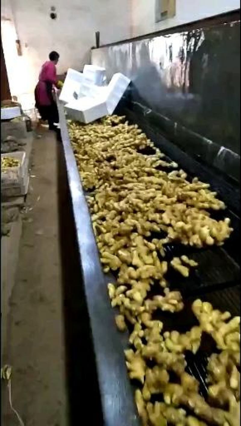 【姜母】全国接单全年有货承接电商批发加工进出口团购