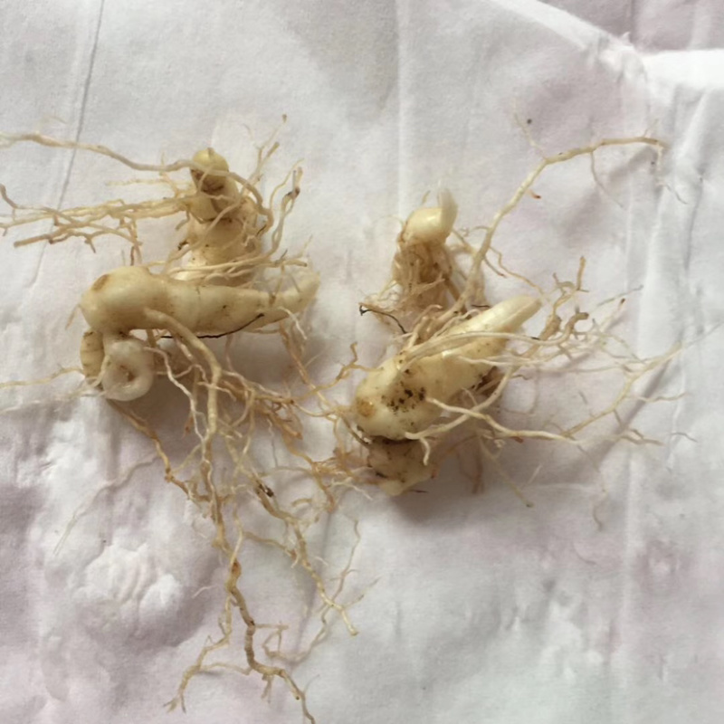 东北辽宁地产多芽头鸡头黄精产量高.含量高.量大价优