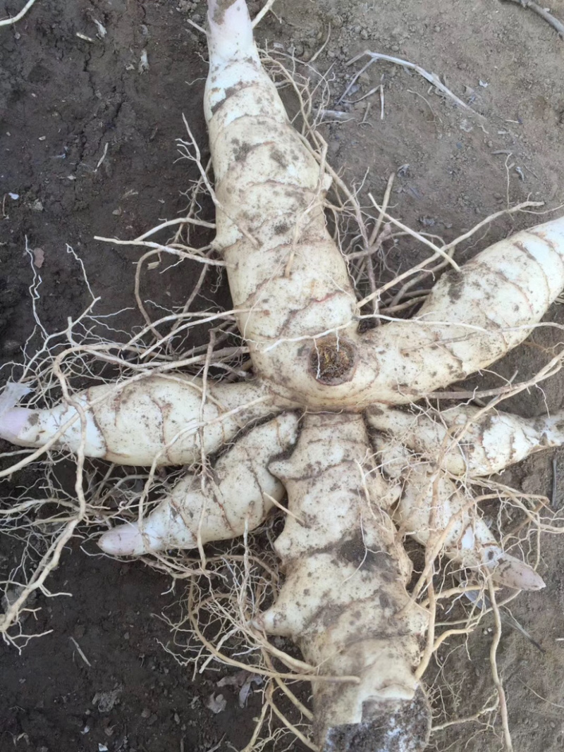 东北辽宁地产多芽头鸡头黄精产量高.含量高.量大价优
