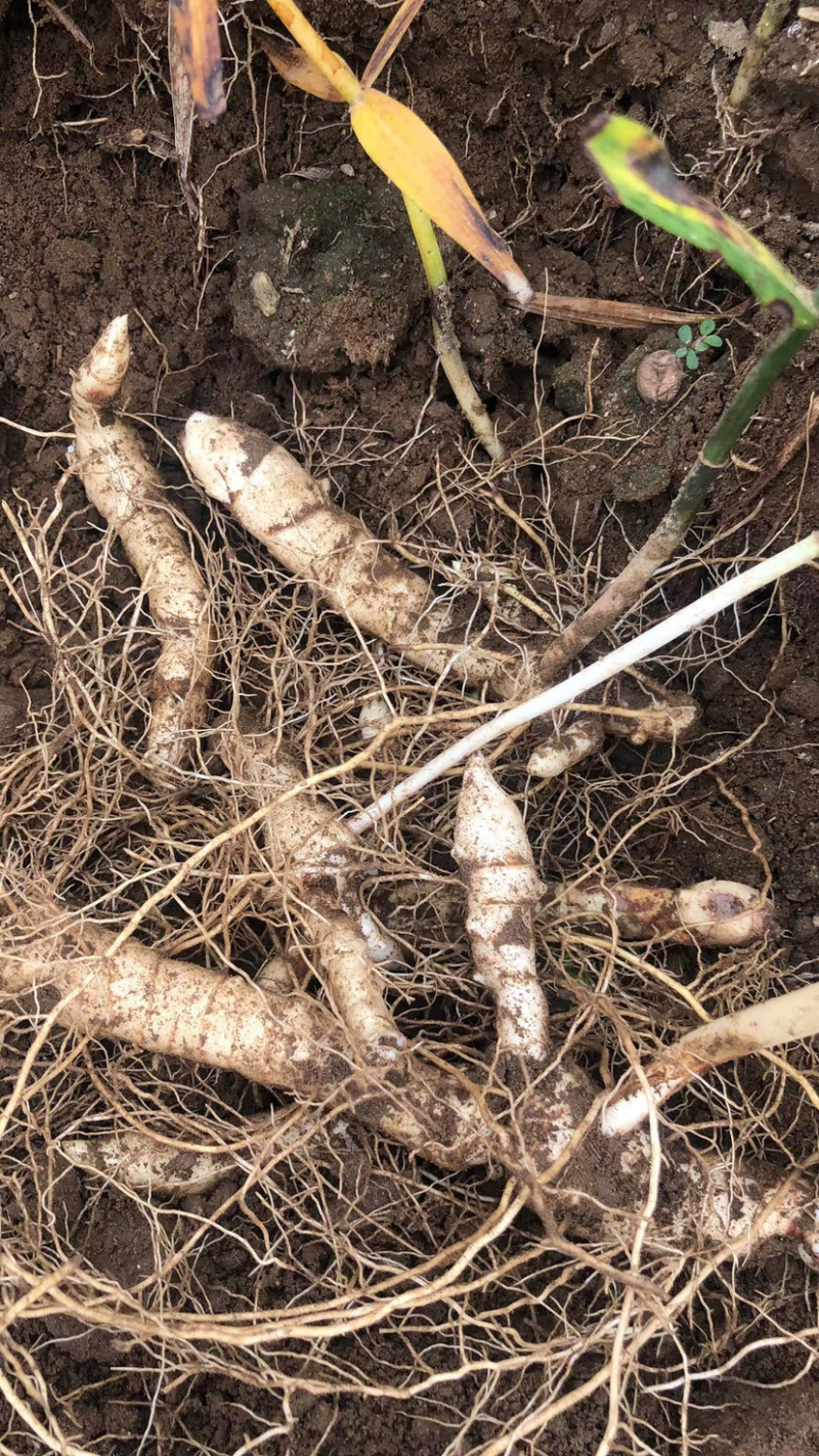 东北辽宁地产多芽头鸡头黄精产量高.含量高.量大价优