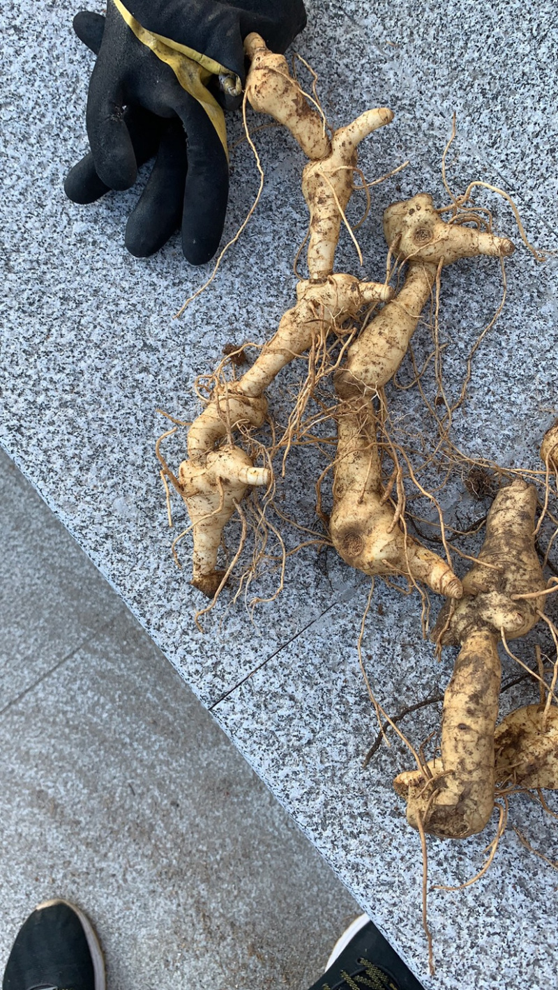 东北辽宁地产多芽头鸡头黄精产量高.含量高.量大价优