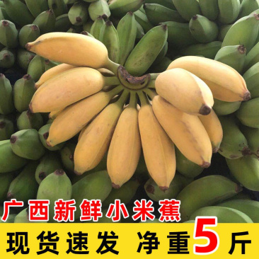 广西当季小米蕉新鲜5斤10斤香甜软糯非皇帝蕉一件代发包邮