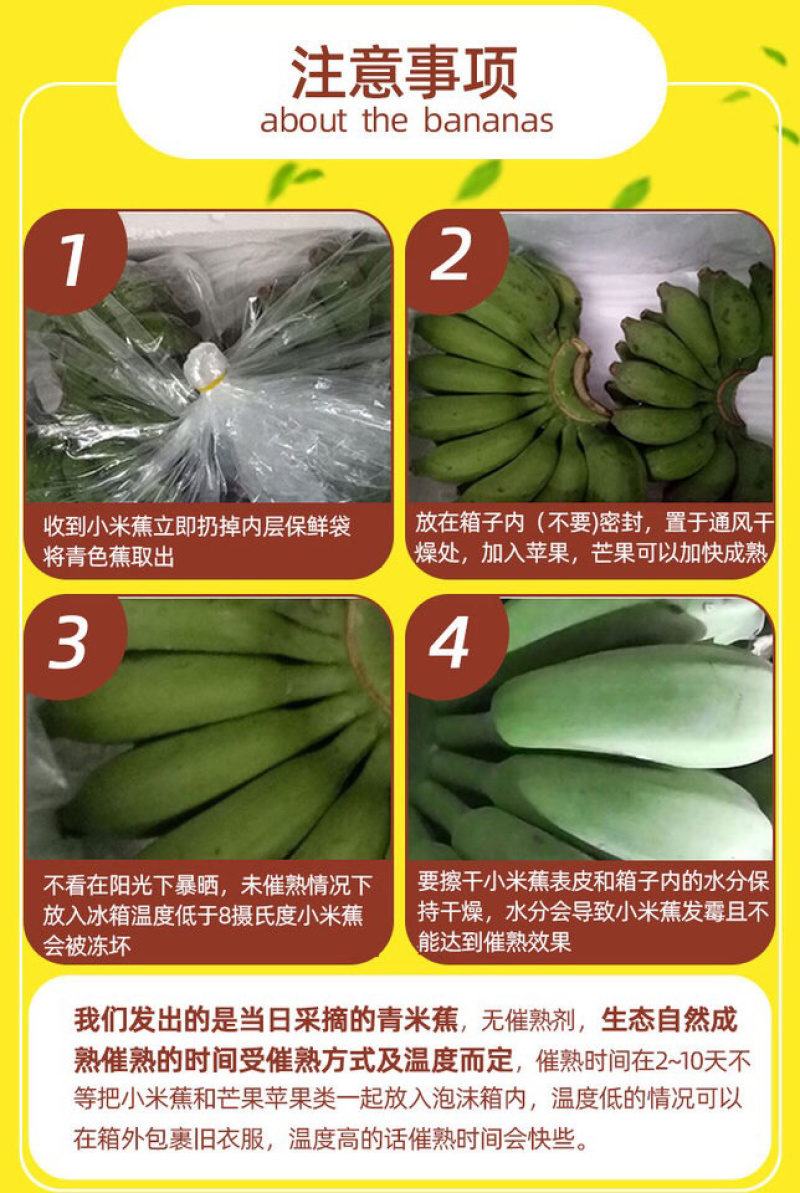 广西当季小米蕉新鲜5斤10斤香甜软糯非皇帝蕉一件代发包邮