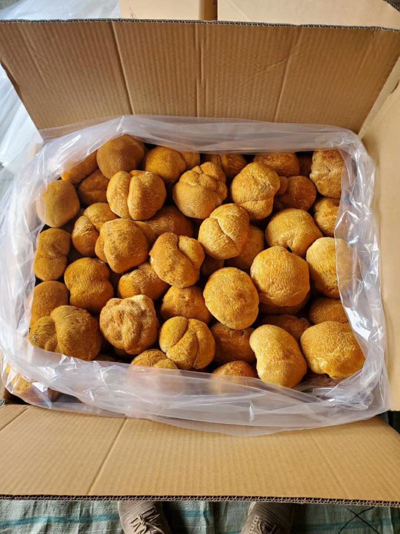 猴头菇猴头东北猴头大兴安岭产地直发一手货源
