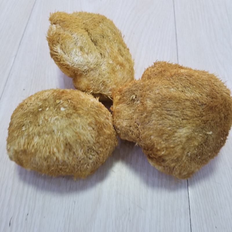 猴头菇猴头东北猴头大兴安岭产地直发一手货源