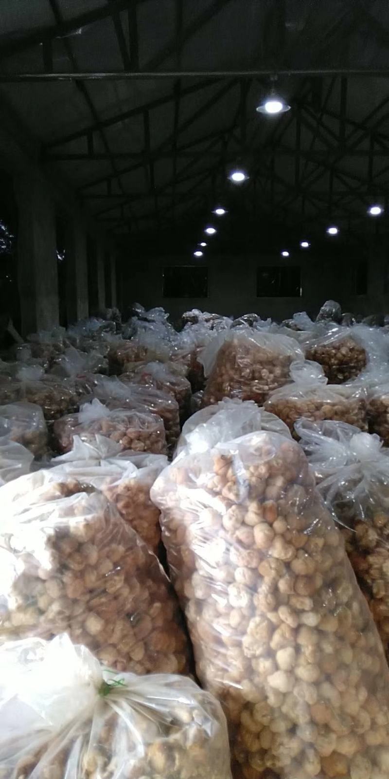 猴头菇猴头东北猴头大兴安岭产地直发一手货源