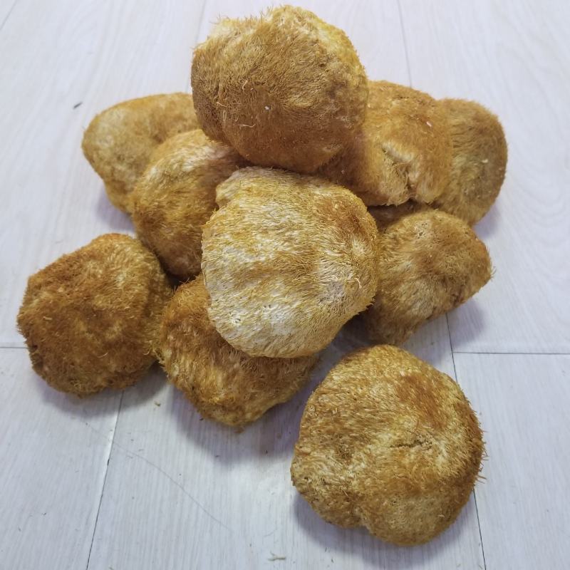 猴头菇猴头东北猴头大兴安岭产地直发一手货源