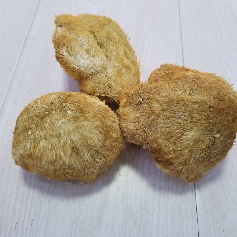 猴头菇猴头东北猴头大兴安岭产地直发一手货源