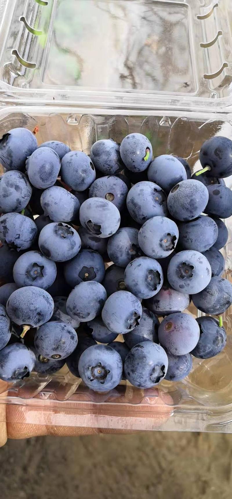蓝莓水果大兴安岭蓝莓北陆蓝莓产地供应东北蓝莓