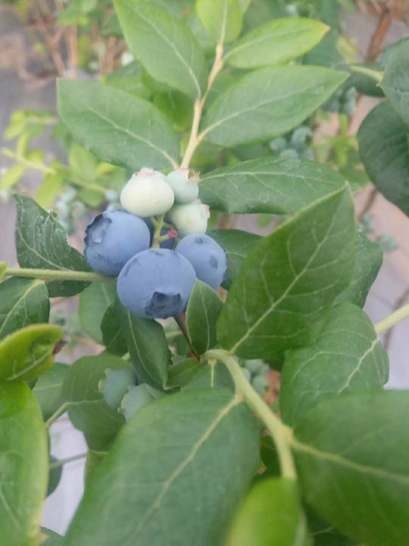蓝莓水果大兴安岭蓝莓北陆蓝莓产地供应东北蓝莓