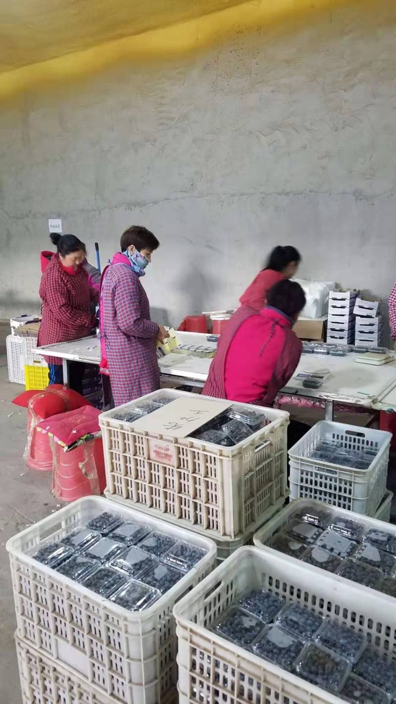 蓝莓水果大兴安岭蓝莓北陆蓝莓产地供应东北蓝莓