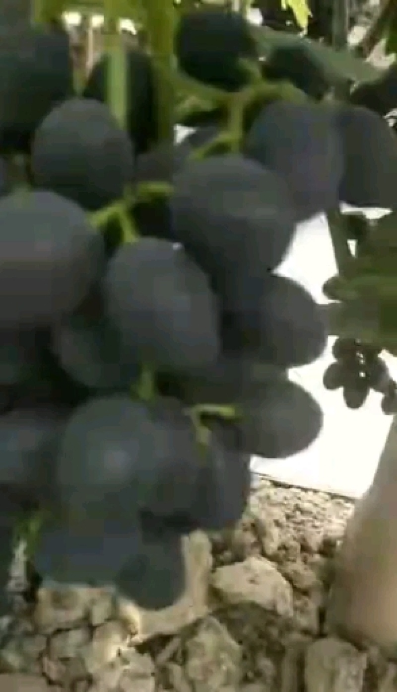 精品红提葡萄大量上市中颗粒大口感甜果粉好