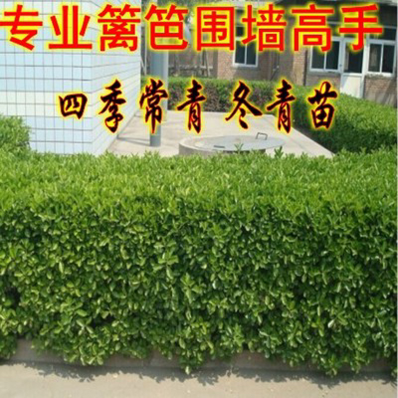 法国冬青树苗篱笆墙常绿庭院绿化中国冬青树苗