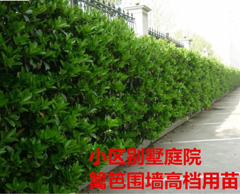 法国冬青树苗篱笆墙常绿庭院绿化中国冬青树苗